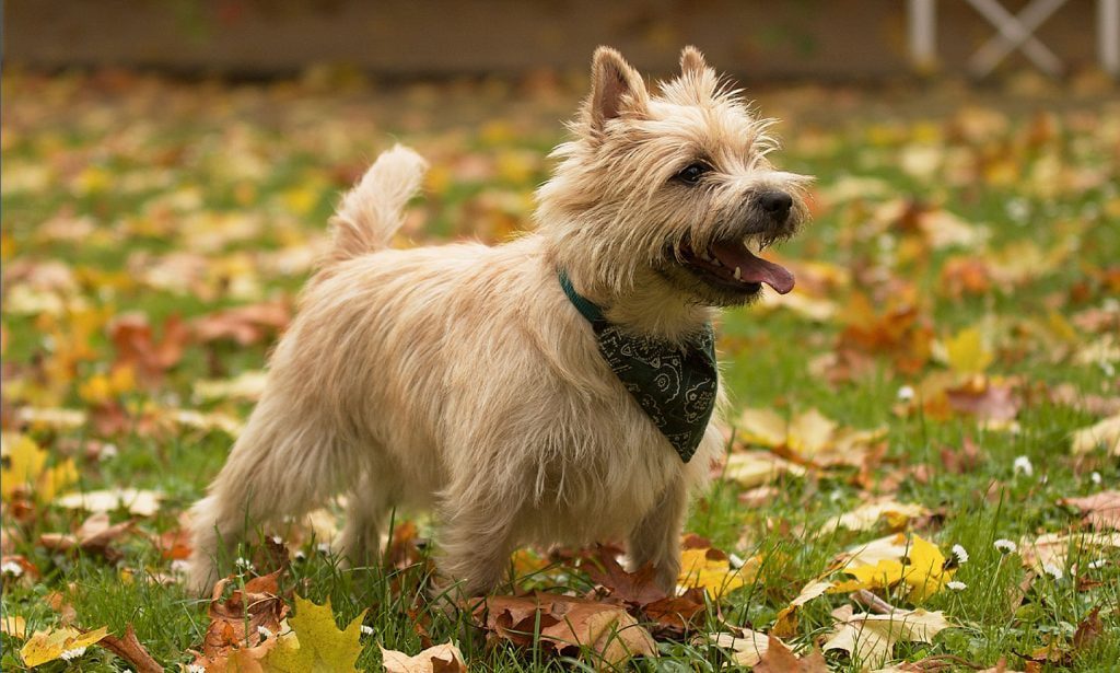 Cairn Terrier: Dog Breed Characteristics & Care-WildCreaturey