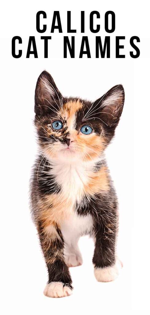100 Calico Cat Names for Your Beautiful Kitty