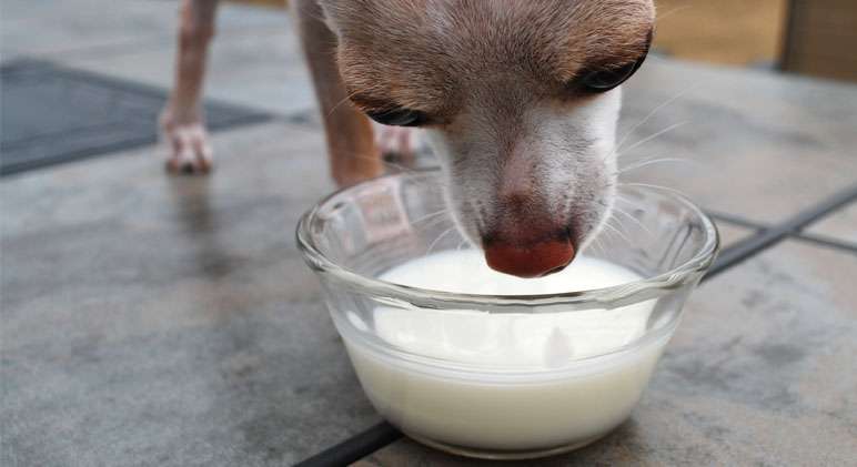 Can Dogs Drink Milk?-WildCreaturey