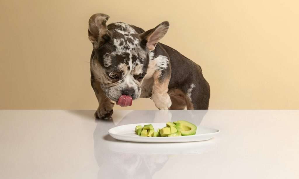 Can Dogs Eat Avocado?-WildCreaturey