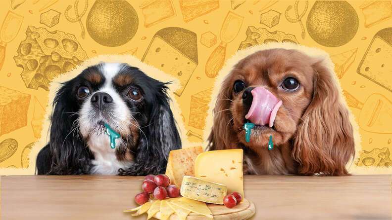 Can Dogs Eat Cheese?-WildCreaturey