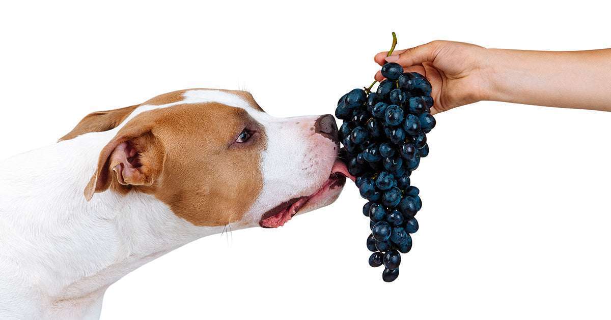 Can Dogs Eat Grapes?-WildCreaturey
