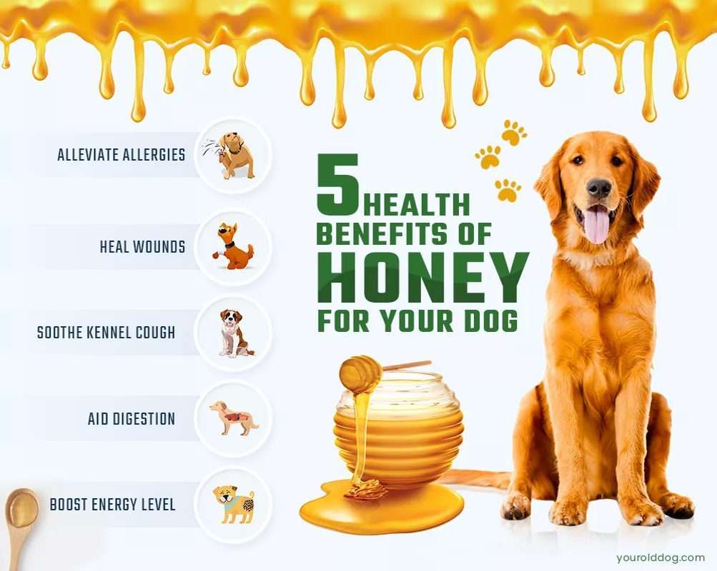 Can Dogs Eat Honey?-WildCreaturey