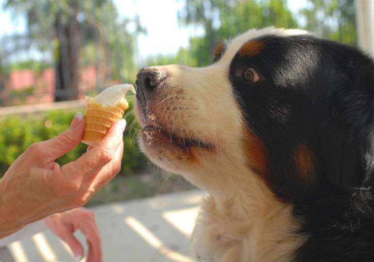 Can Dogs Eat Ice Cream?-WildCreaturey