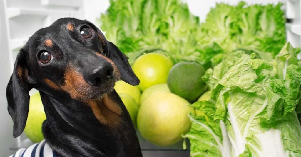 Can Dogs Eat Lettuce?-WildCreaturey
