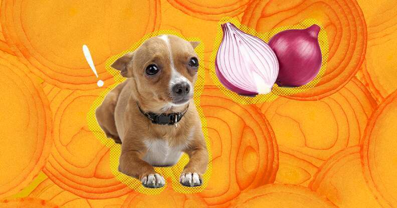 Can Dogs Eat Onion?-WildCreaturey