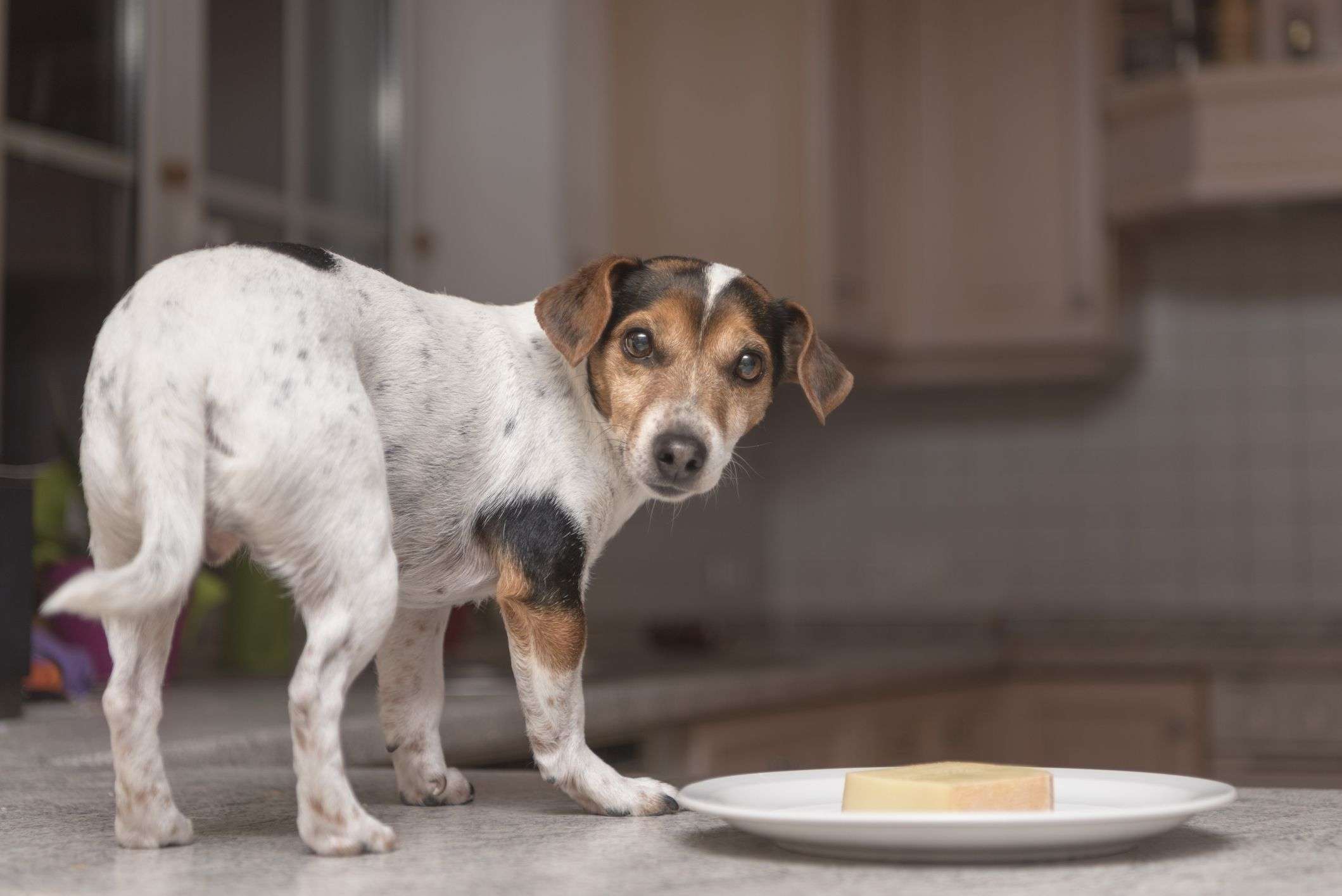 Can Dogs Eat Parmesan Cheese?-WildCreaturey