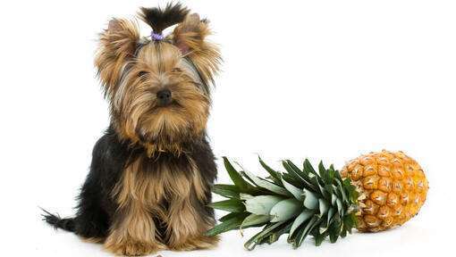 Can Dogs Eat Pineapple?-WildCreaturey