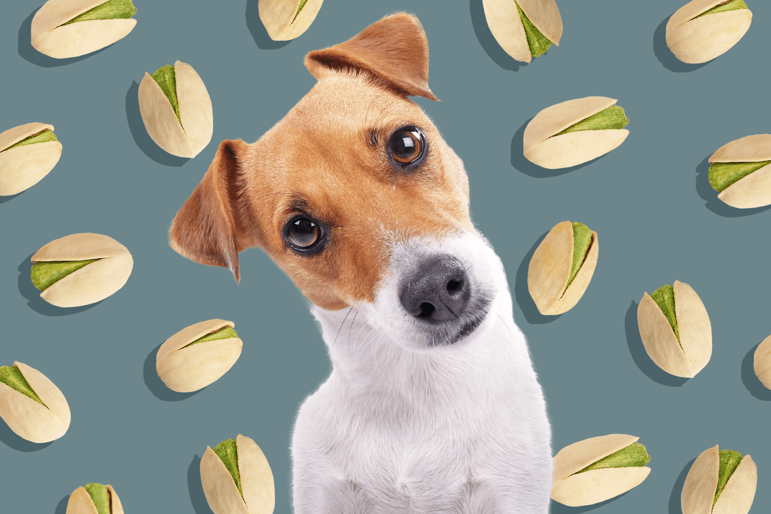 Can Dogs Eat Pistachios?-WildCreaturey
