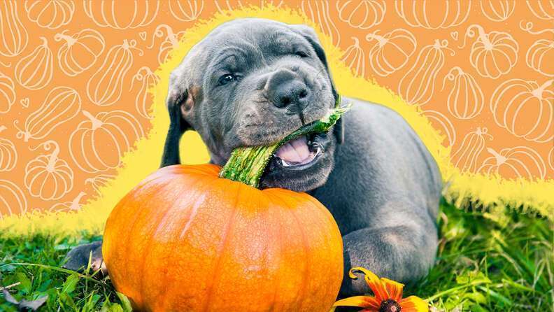 Can Dogs Eat Pumpkin?-WildCreaturey