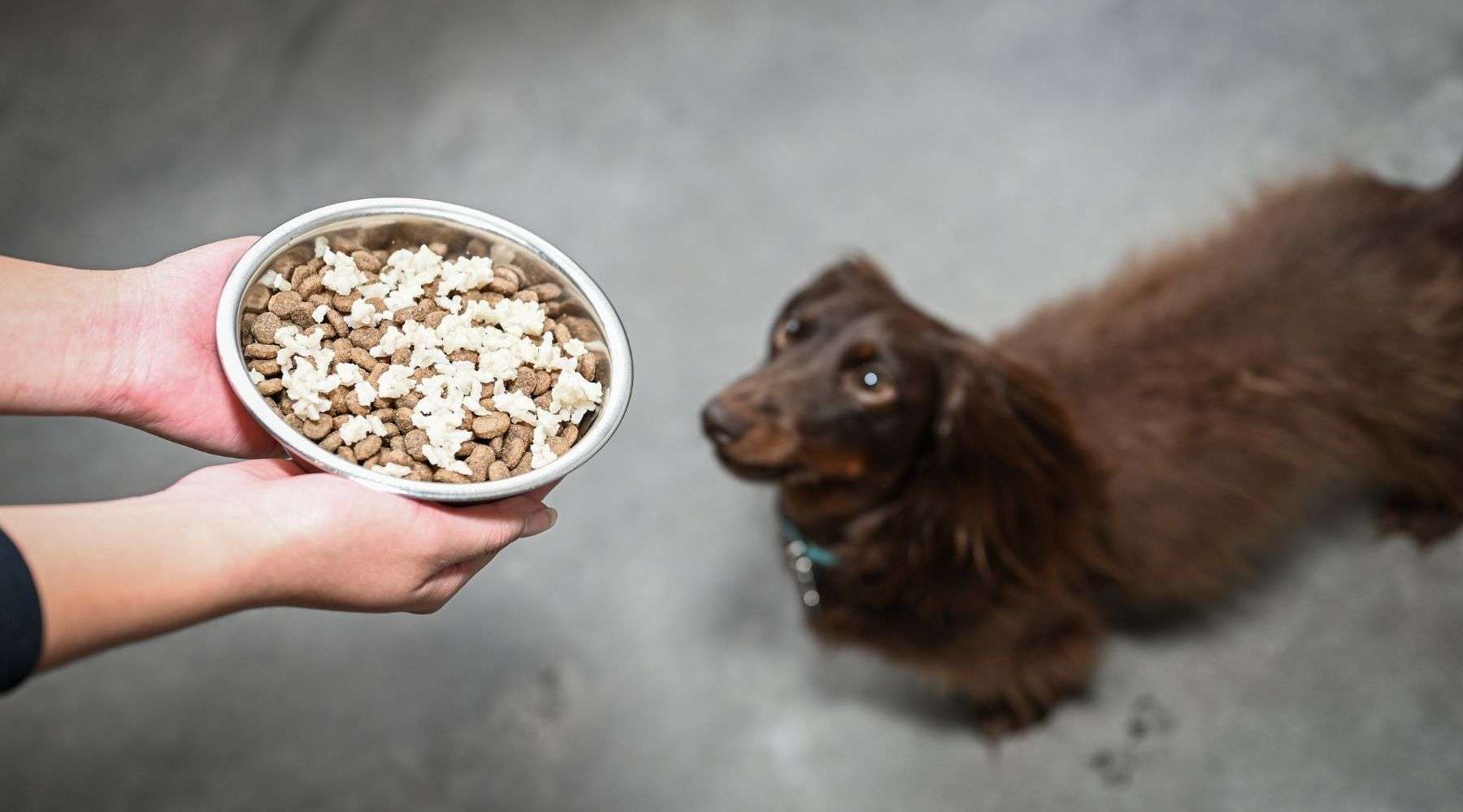 Can Dogs Eat Rice?-WildCreaturey