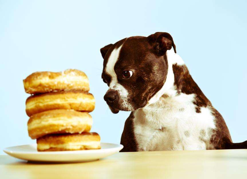 Can Dogs Eat Sugar?-WildCreaturey