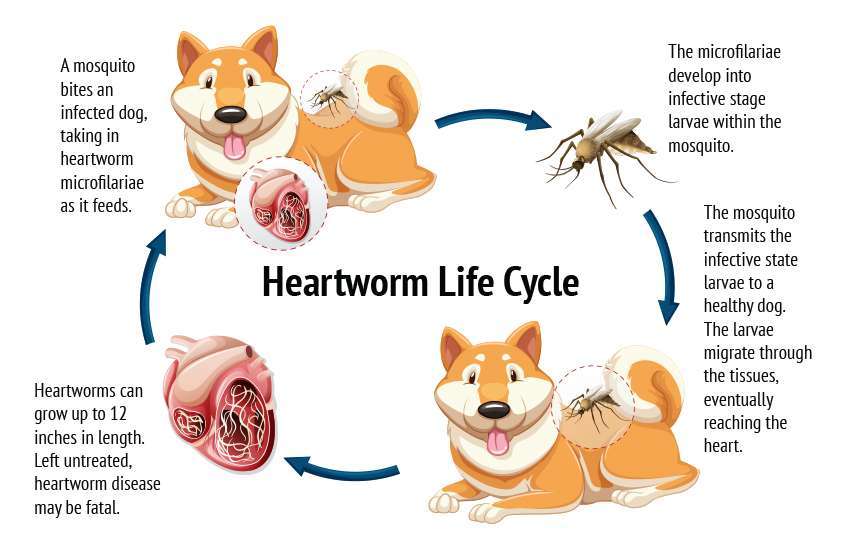 Can I Catch Heartworms From My Dog?-WildCreaturey