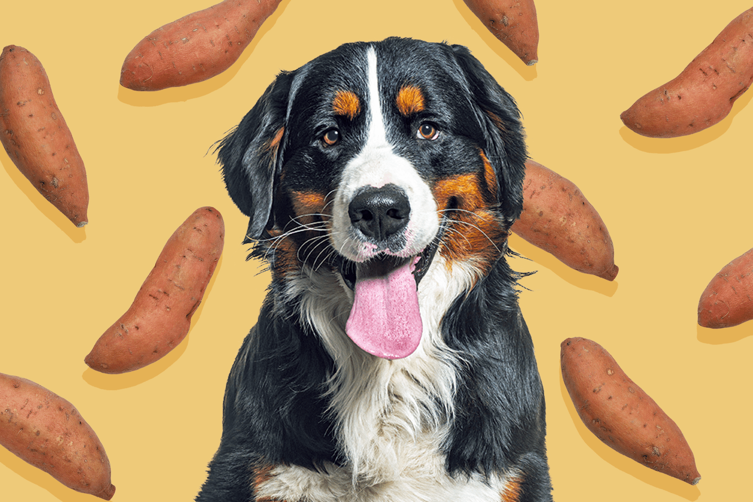 Can My Dog Eat Sweet Potatoes?-WildCreaturey