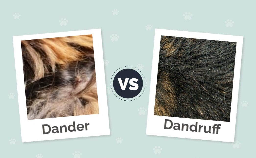 What Is Cat Dander?