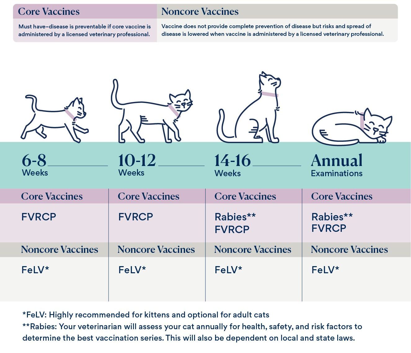 The Average Adult Cat Vaccination Schedule