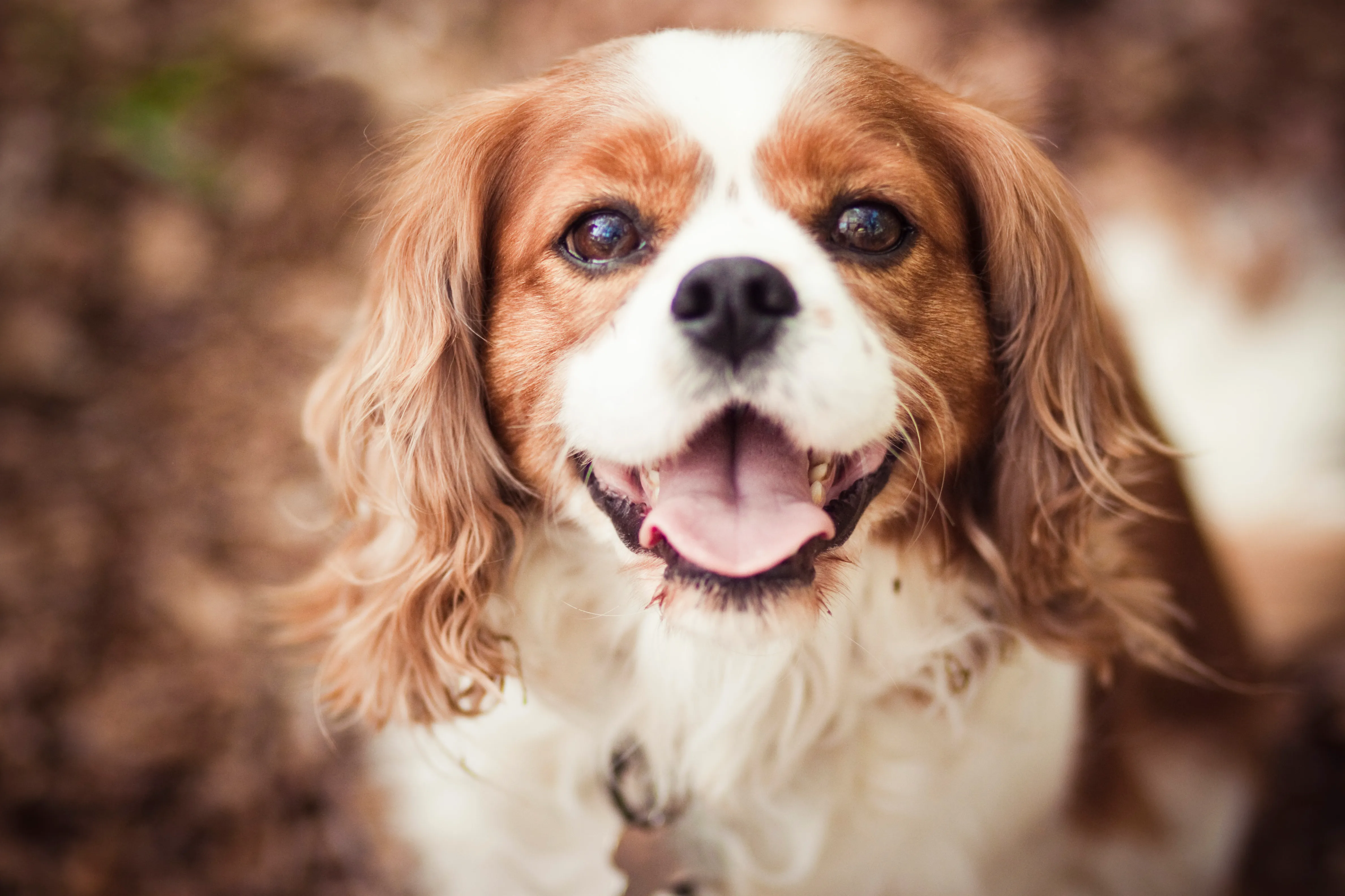 Cavalier King Charles Spaniel: Dog Breed Characteristics & Care-WildCreaturey