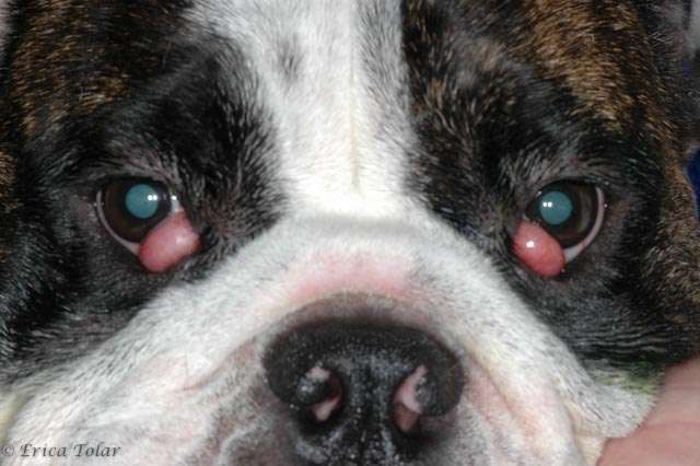 Cherry Eye in Dogs-WildCreaturey