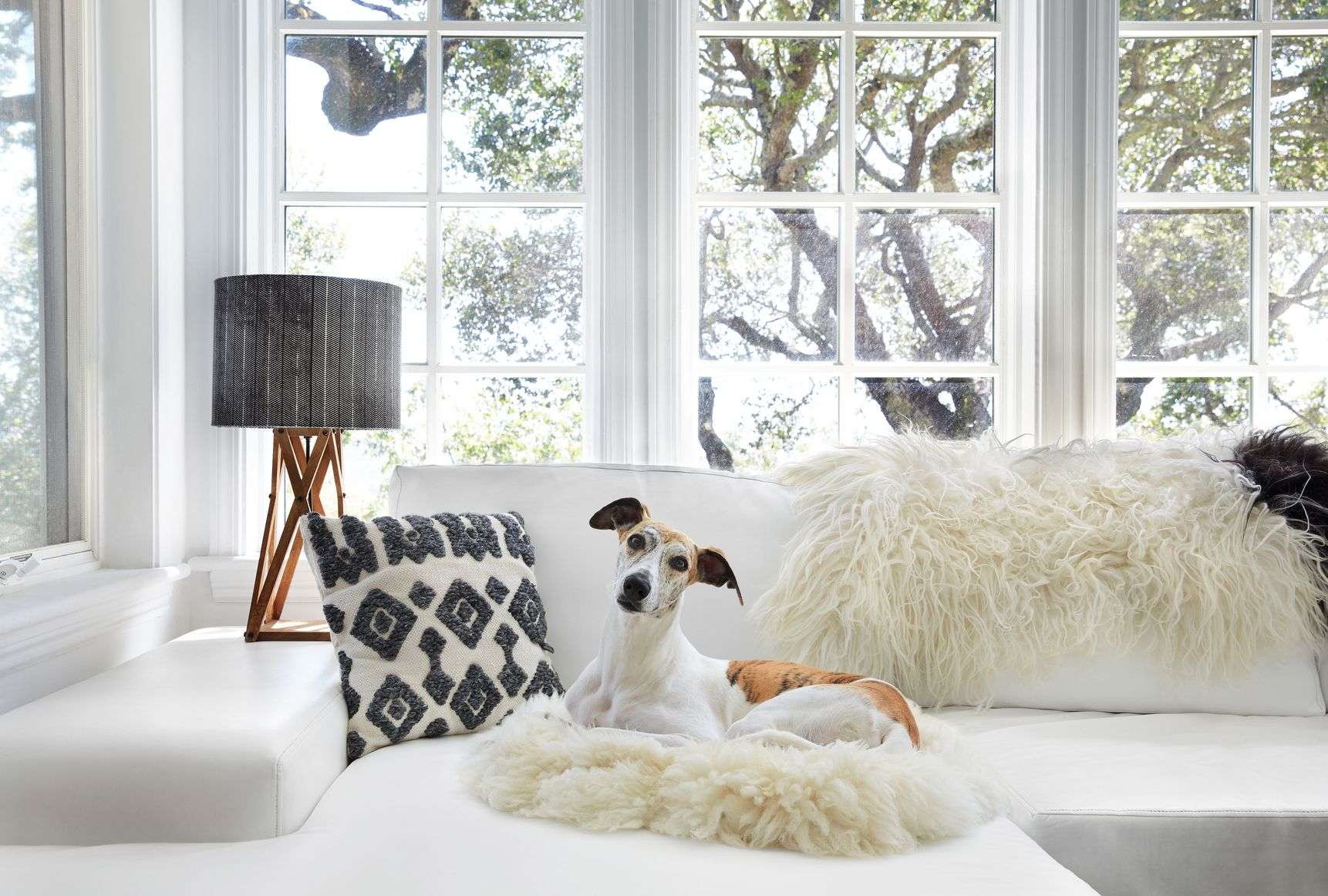 Chic Ways to Make Your Dog's Space Work With Your Aesthetic-WildCreaturey