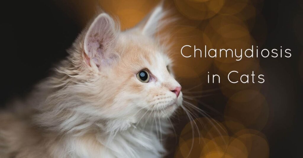 Chlamydia in Cats: More than Just a Name