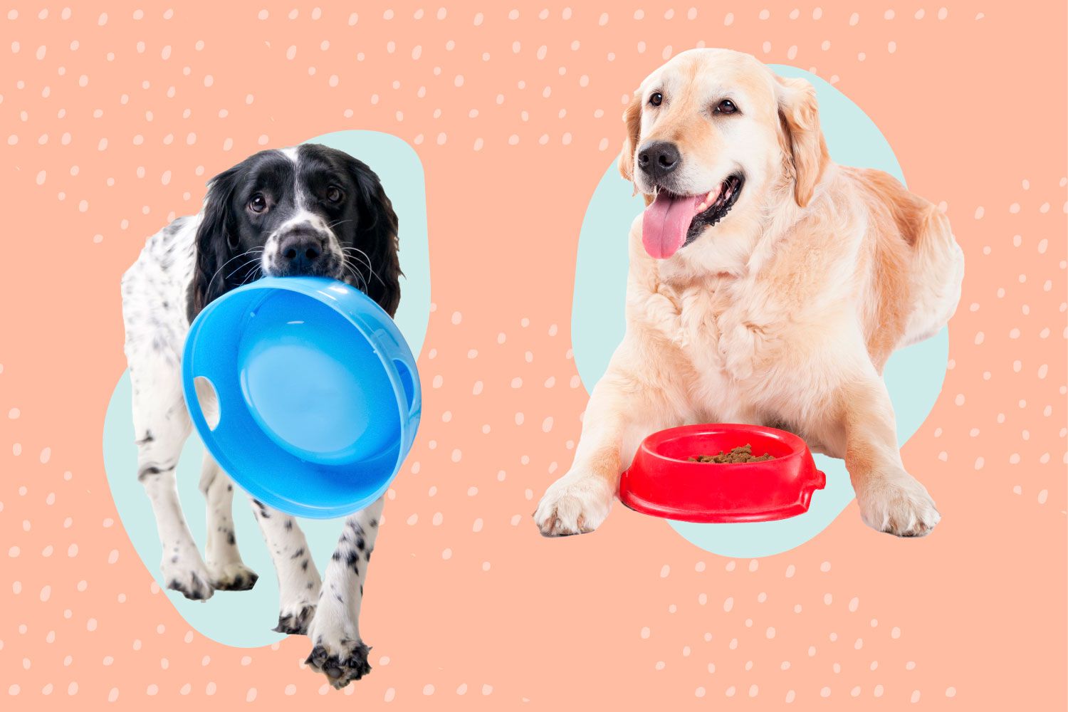 Choosing the Best Dog Bowl for Your Dog-WildCreaturey