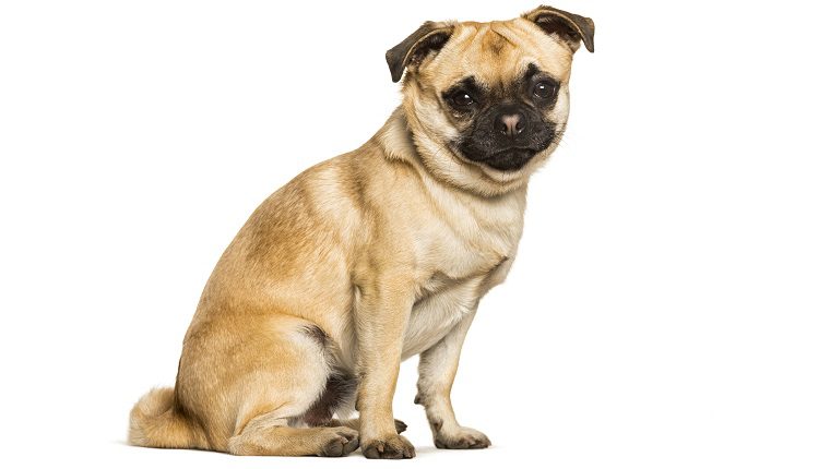 Chug: Dog Breed Characteristics and Care-WildCreaturey