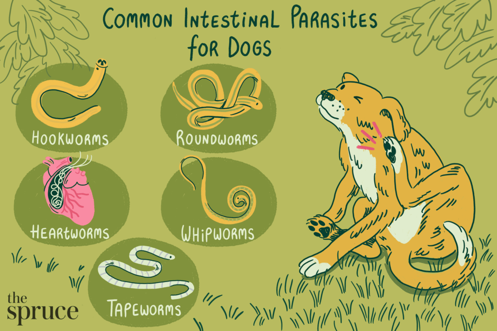 Common Parasites Found on and Inside Dogs-WildCreaturey