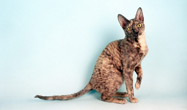 Cornish Rex Cats: Waves  Curls and Endless Cuddles