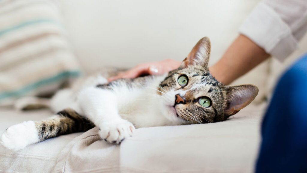 Corona and Cats: What You Need to Know About Coronavirus in Cats