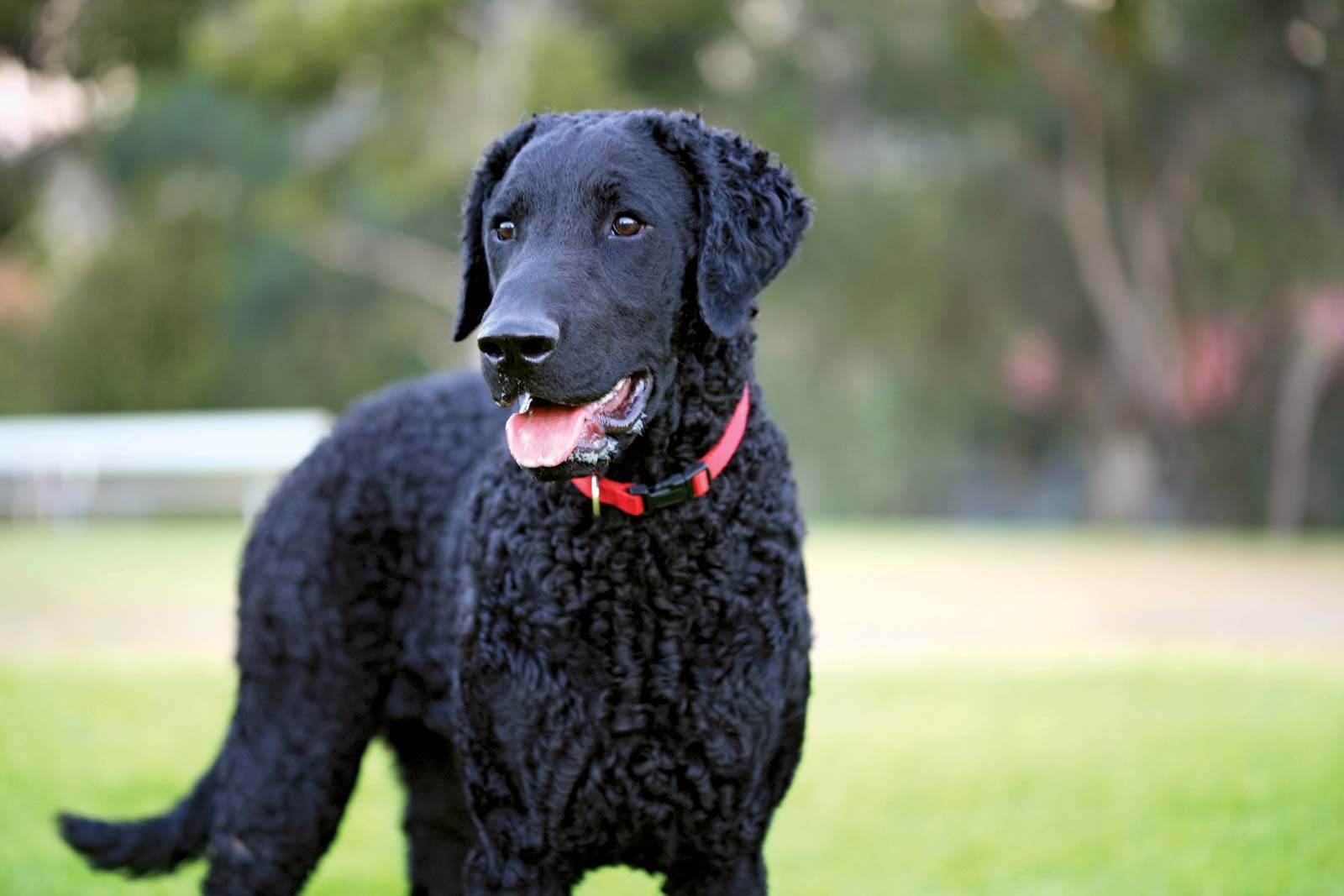 Curly-Coated Retriever (Curly): Dog Breed Characteristics & Care-WildCreaturey