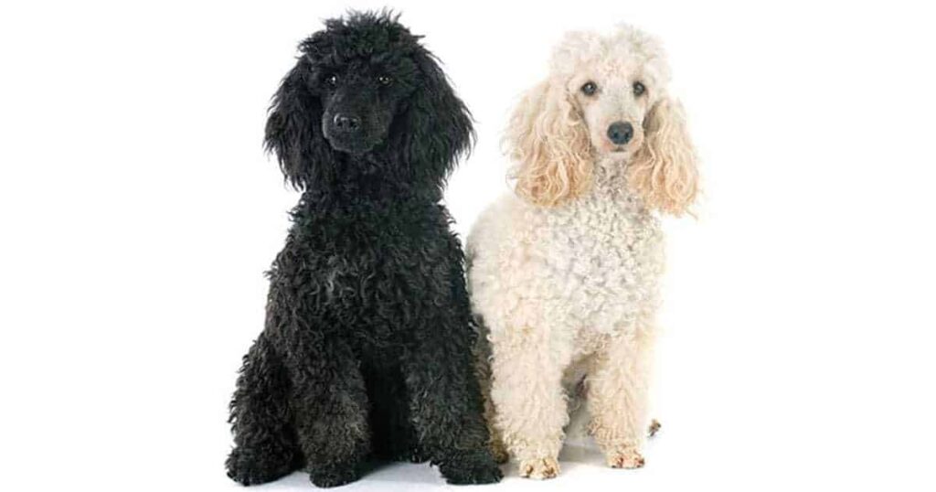 Cute and Classy Poodle Names-WildCreaturey