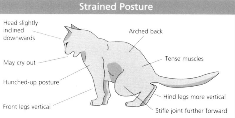 Cystitis: A Common Cat Urinary Issue