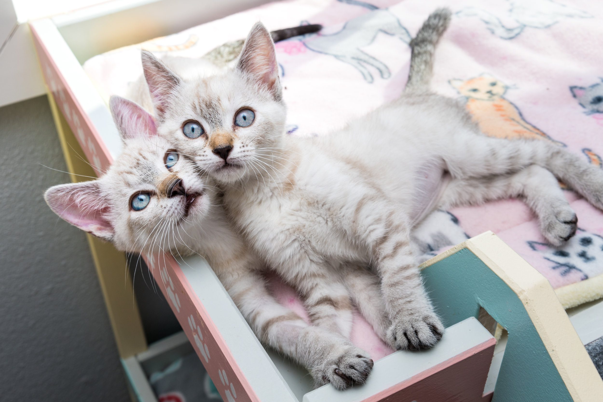 Why Two Kittens Are Better Than One