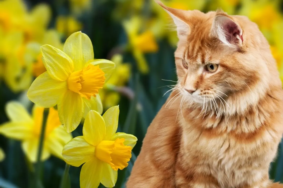 Daffodils: Pretty but Poisonous for Cats