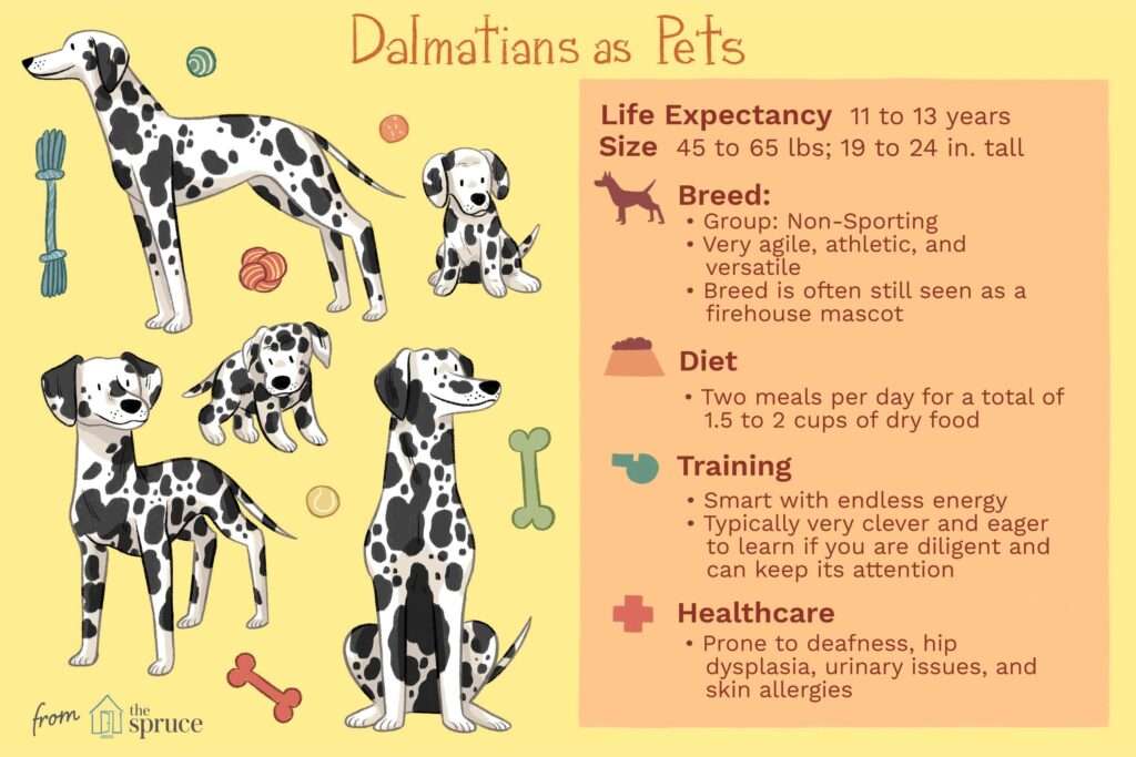 Dalmatian: Dog Breed Characteristics & Care-WildCreaturey