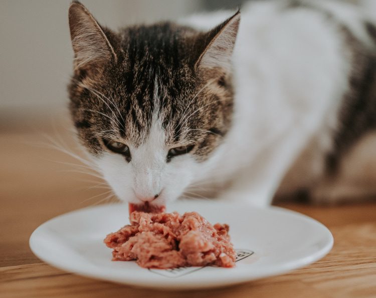 Natural Nibbles: Should Cats Eat a Raw Diet?