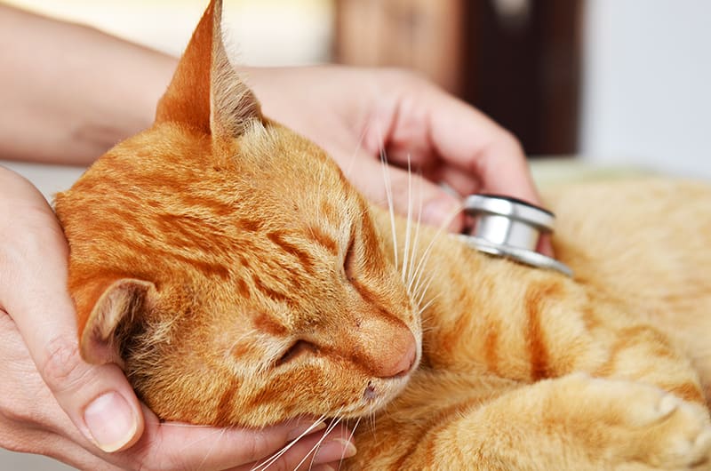 Decoding the Cough: Why Is My Cat Coughing?