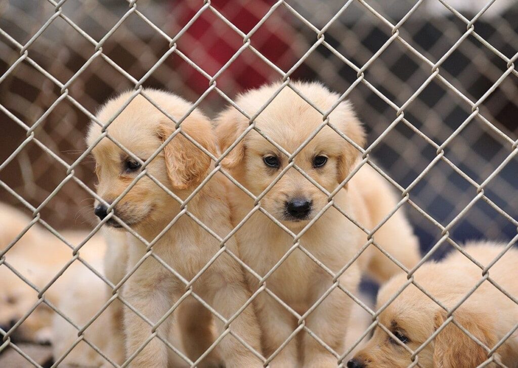 Defining Puppy Mills and the Truth About Them-WildCreaturey