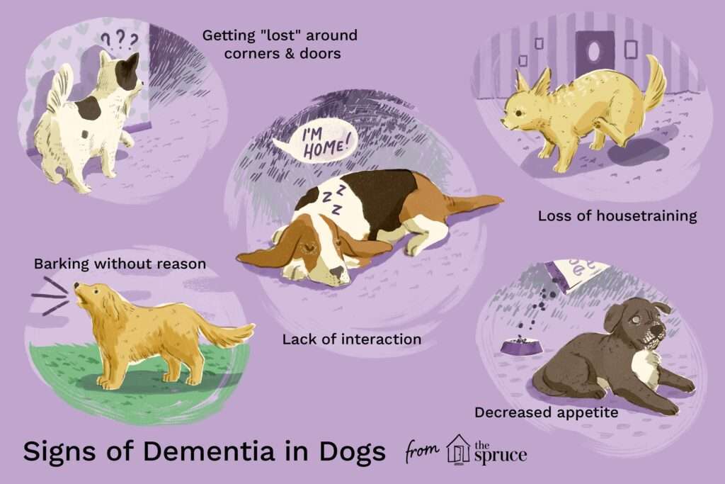 Dementia and Senility in Dogs-WildCreaturey