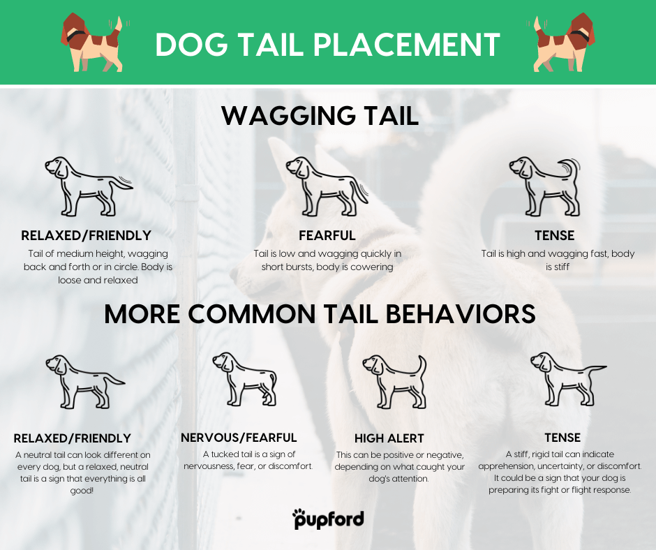 Different Meanings of a Dogs Wagging Tail-WildCreaturey