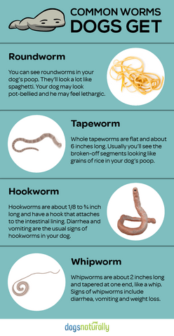 Different Types of Puppy Parasites-WildCreaturey