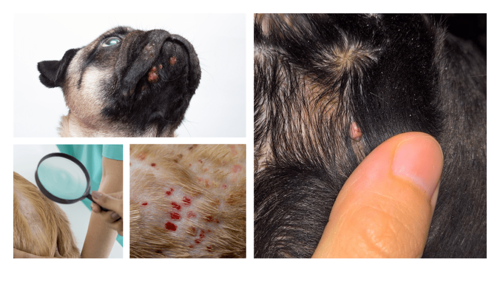 Do Dogs Get Pimples?-WildCreaturey