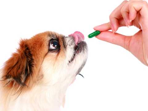 Do Dogs Need Vitamins and Supplements?-WildCreaturey