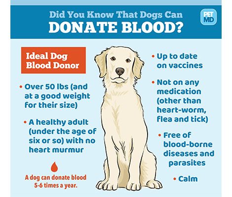 Dog Blood Types-WildCreaturey
