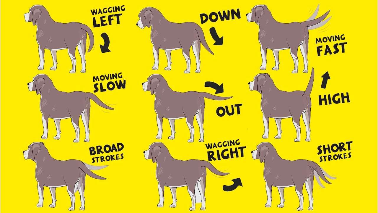 Dog Body Language: Tail Wagging-WildCreaturey