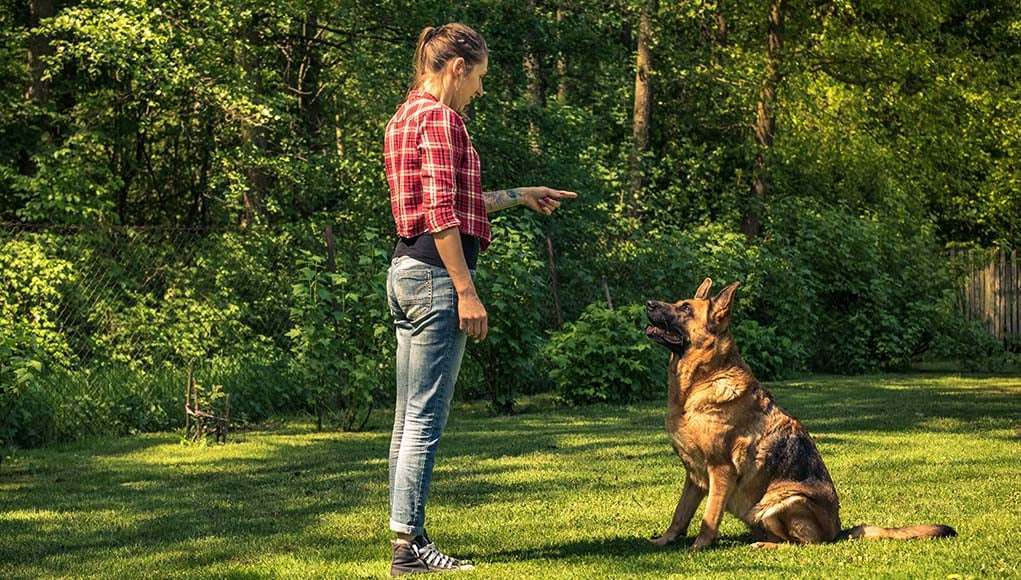 Dog Trainers Versus Animal Behaviorists-WildCreaturey