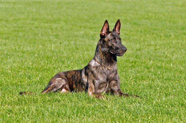 Dutch Shepherd (Dutch Herder): Dog Breed Characteristics & Care-WildCreaturey