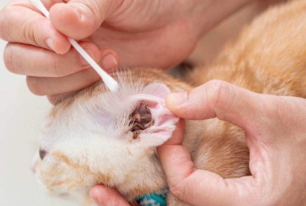 Ear Mites: The Tiny Troublemakers in Cat Ears