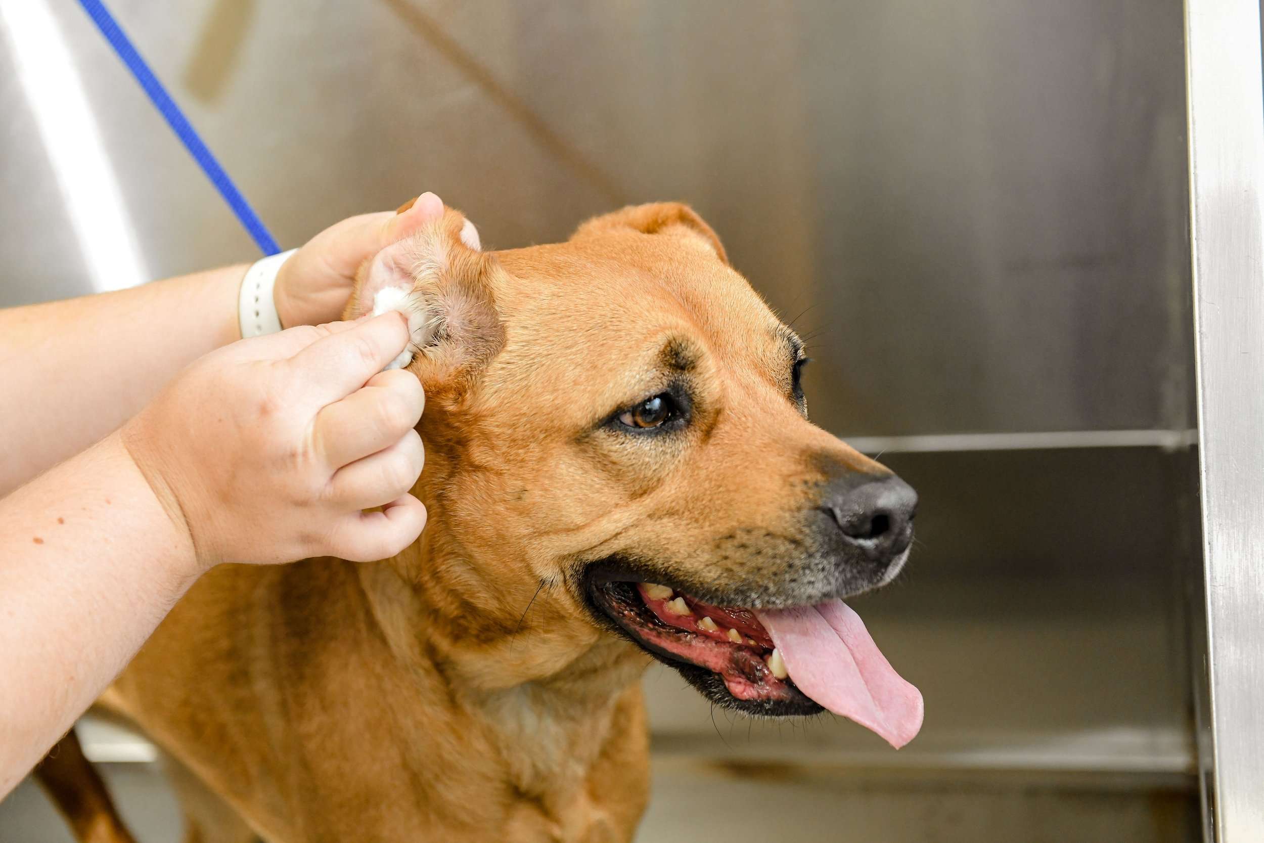 Ear Yeast Infections in Dogs-WildCreaturey