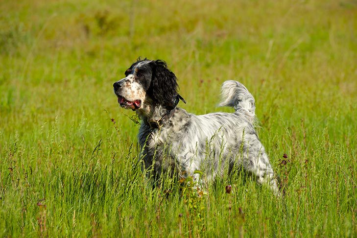 English Setter: Dog Breed Characteristics & Care-WildCreaturey